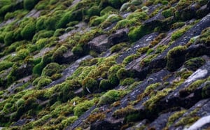 Moss-covered roof tiles showing the potential impact of poor roof condition on a Scottish property's appearance and value.
